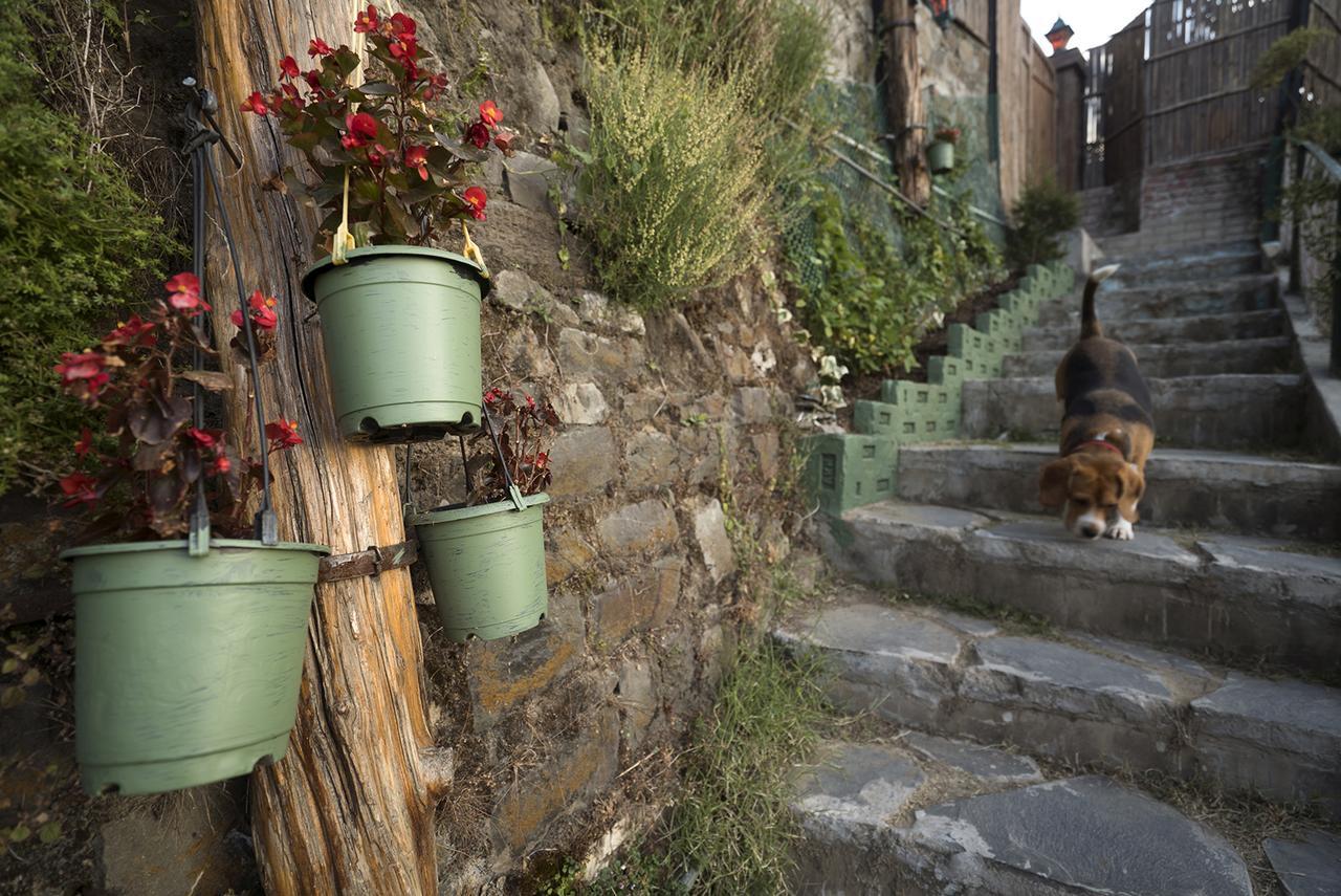 Meena Bagh Shimla Zewnętrze zdjęcie